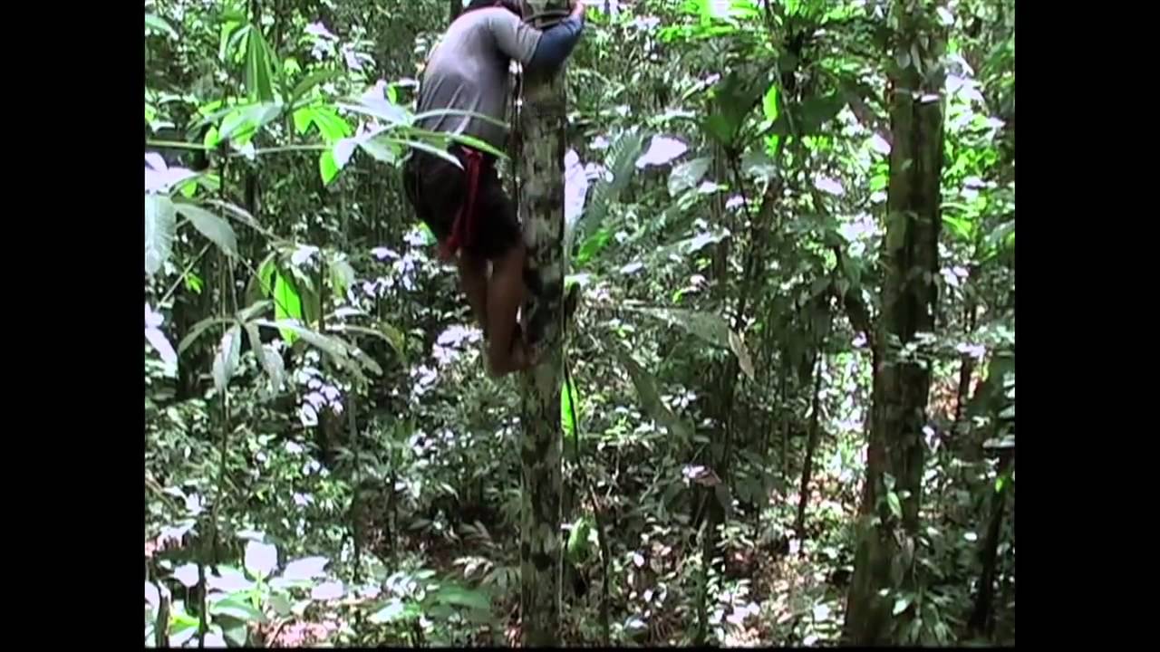 floresta tropical