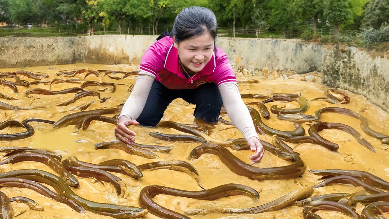 Harvest Lots Of SNAKE EELS in The Mud to Sell at The Market - Rescue giant python - Susan Daily Life