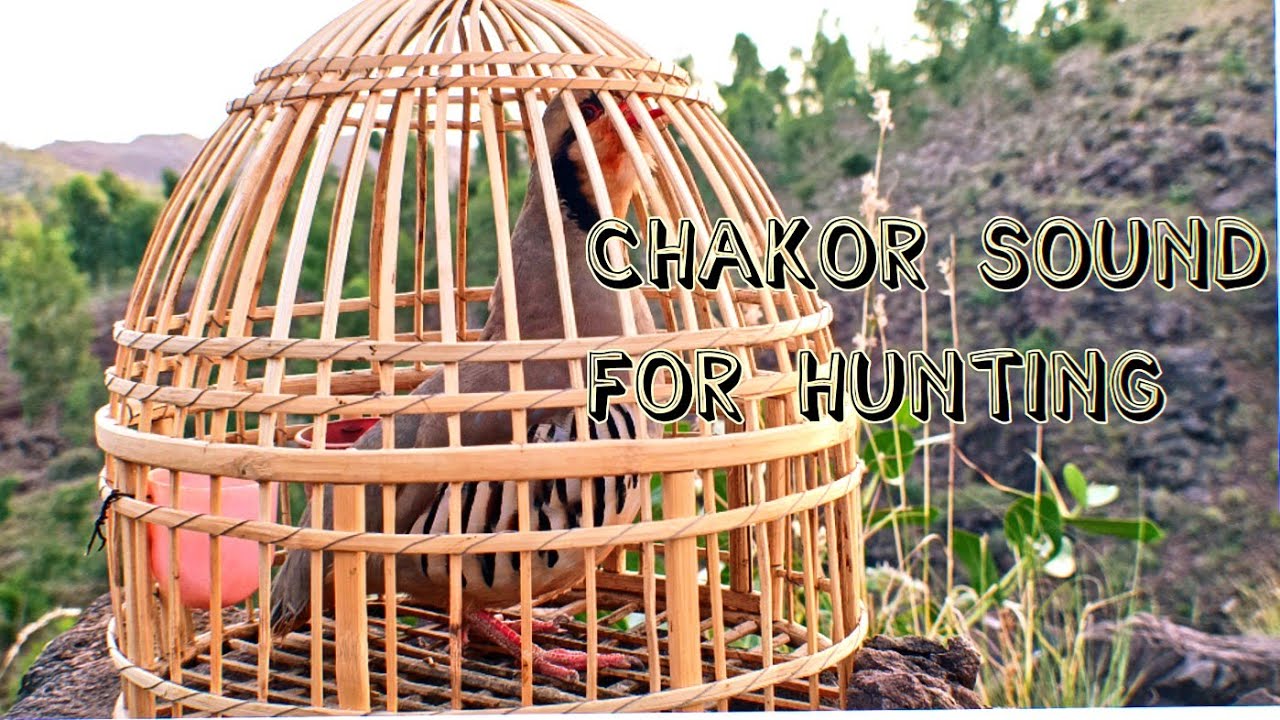 Shikari Chakor Ki Awaz | Partridge Sound For Hunting