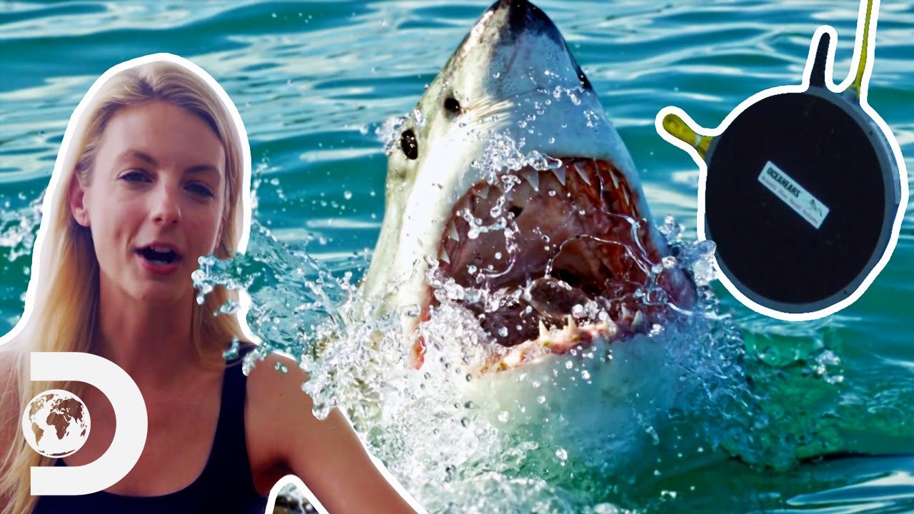 Do Sharks Communicate The Same Way Whales Do? | Great White Battleground