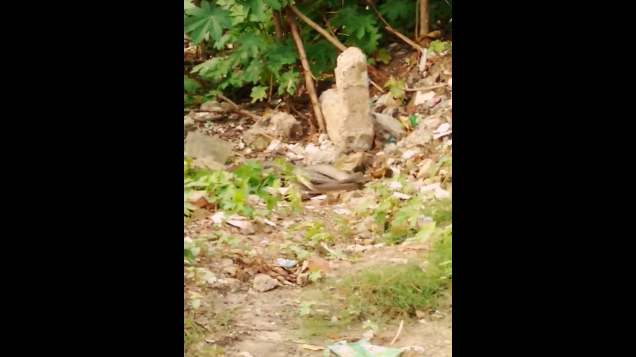 Giant snake mating