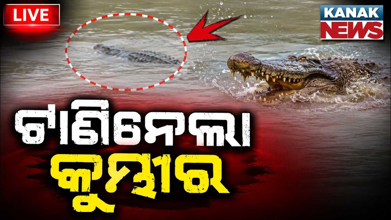 🔴ଟାଣିନେଲା କୁମ୍ଭୀର | Shocking Incident | Crocodile Attacks & Drags Person In Khasrosrota River