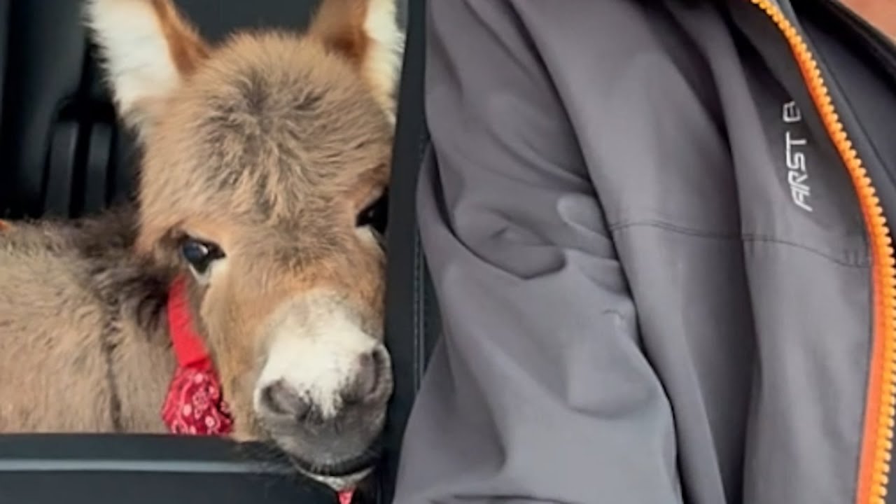 Rescue donkey is so loving to her family