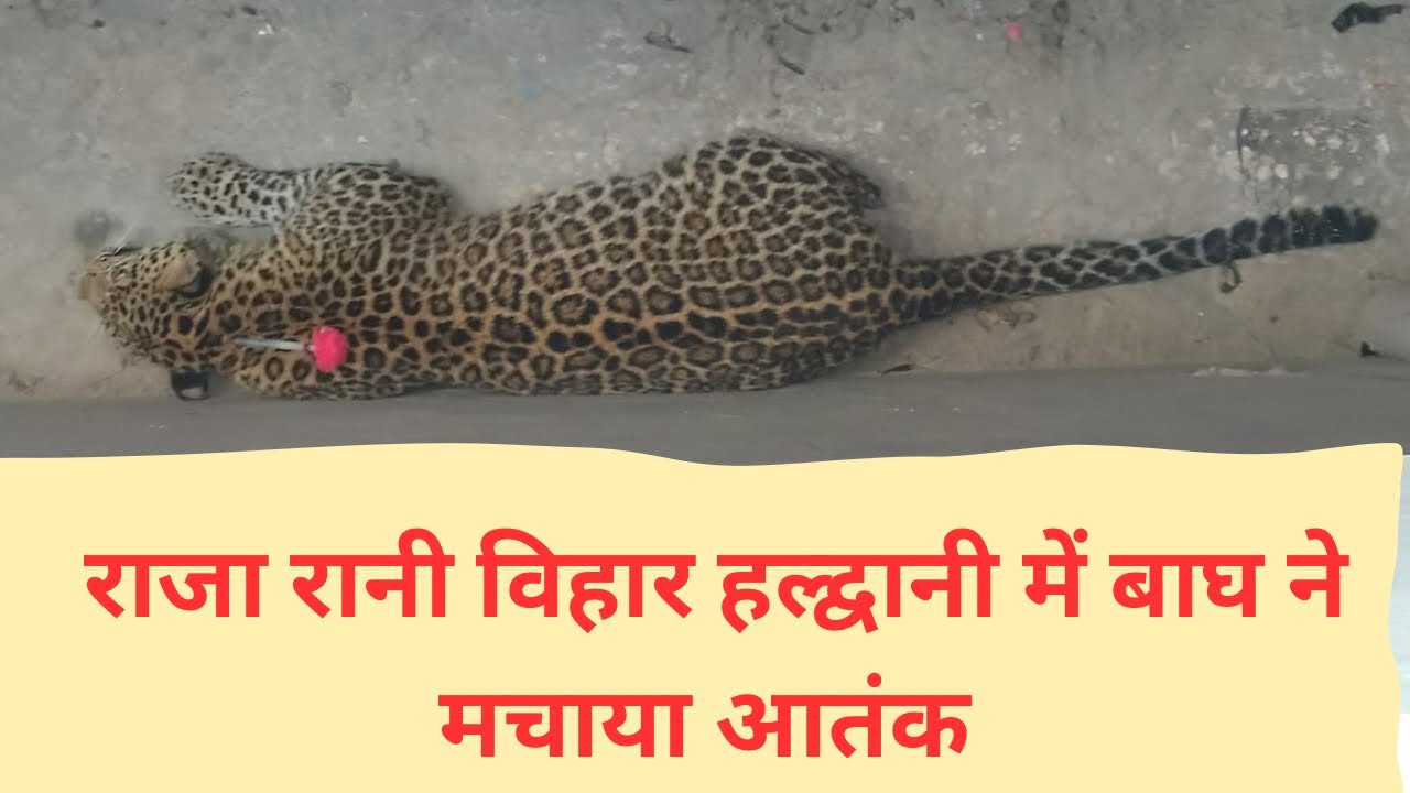 कर्फ्यू के बीच राजा रानी विहार हल्द्वानी में आया गुलदार | लोगो की भीड़ हुई जमा | Full Video