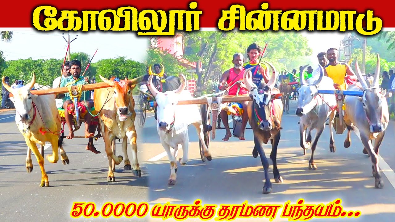 கோவிலூர் சின்னமாடு1- 14.12.2025