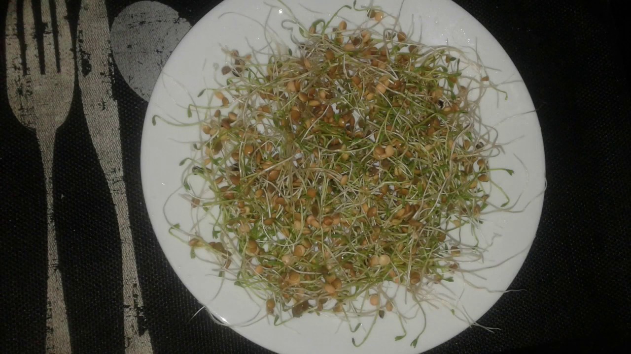 Germinado de Lentejas