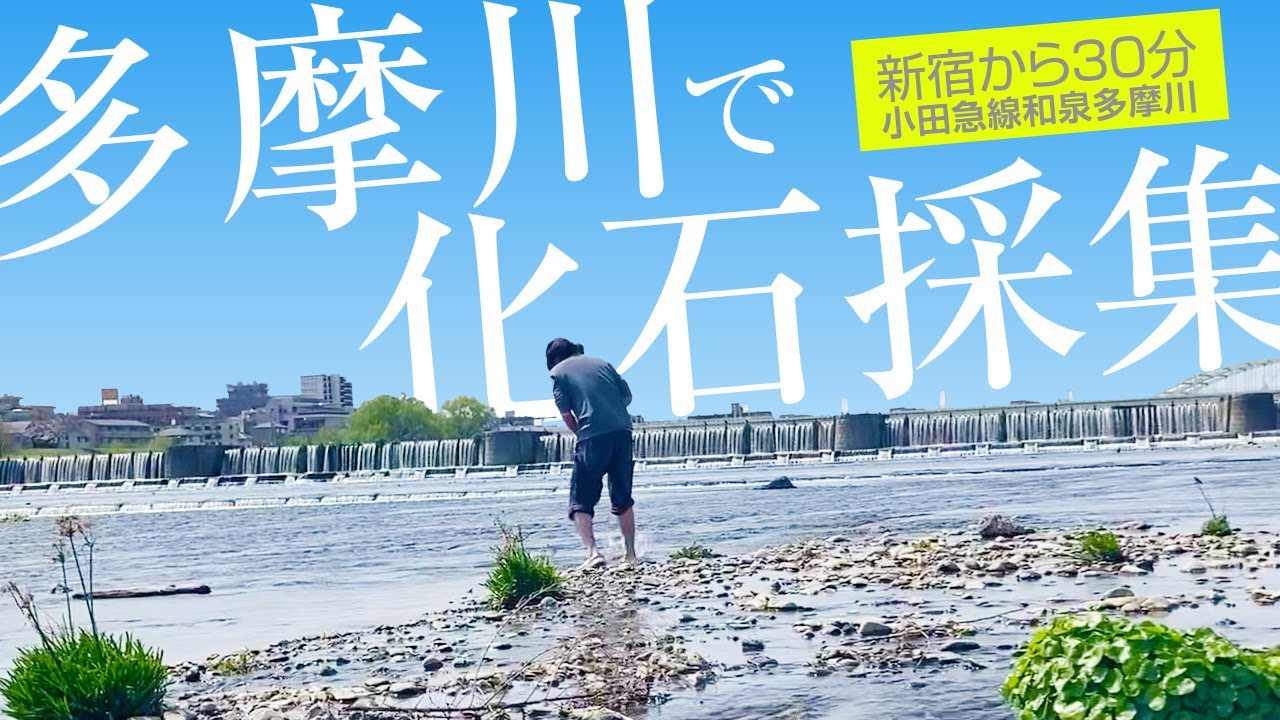 和泉多摩川駅（東京）から近くの河原で「過去最高に状態の良い化石」を採集できました！週末ピクニックも兼ねてます✨
