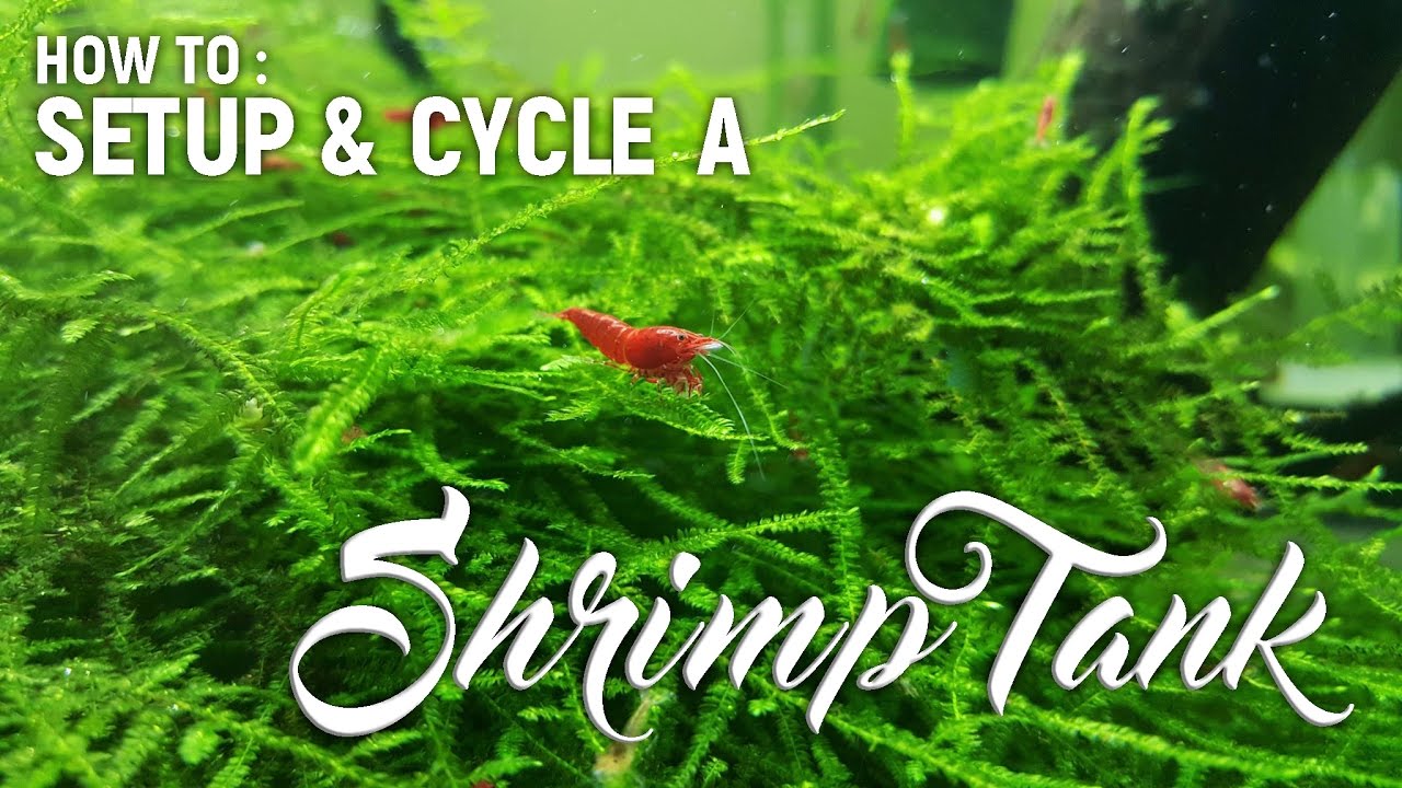How To Setup & Cycle A Shrimp Tank