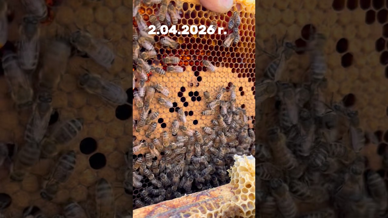 Rozw&oacute;j wiosenny pszcz&oacute;ł - przesmyk Suwalski. #bee #miod #pszczoly