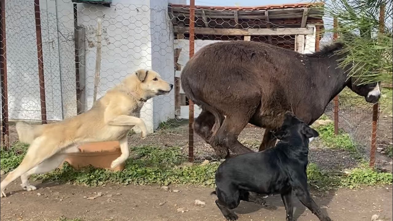 Eşek Faysal Köpeklere Sataşınca Hayatının Hatasını Yaptı