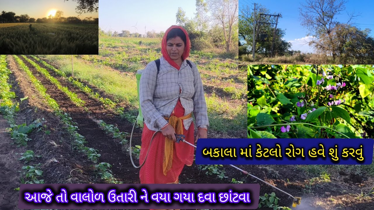 આજે તો વાલોળ ઉતારીને વયા ગયા દવા છાંટવા//🤔🥰 બકાલા માં કેટલો રોગ હવે શું કરવું