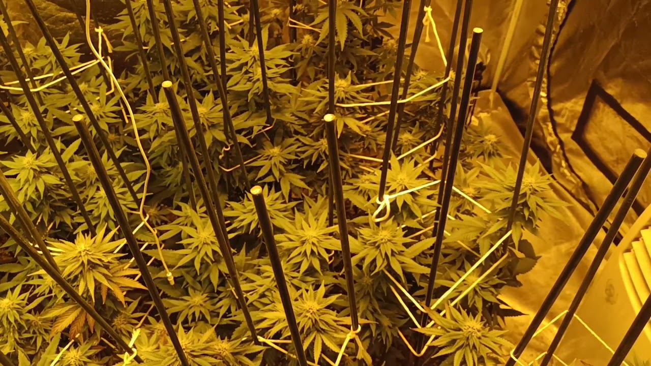 indoor cannabis days 22 and 24