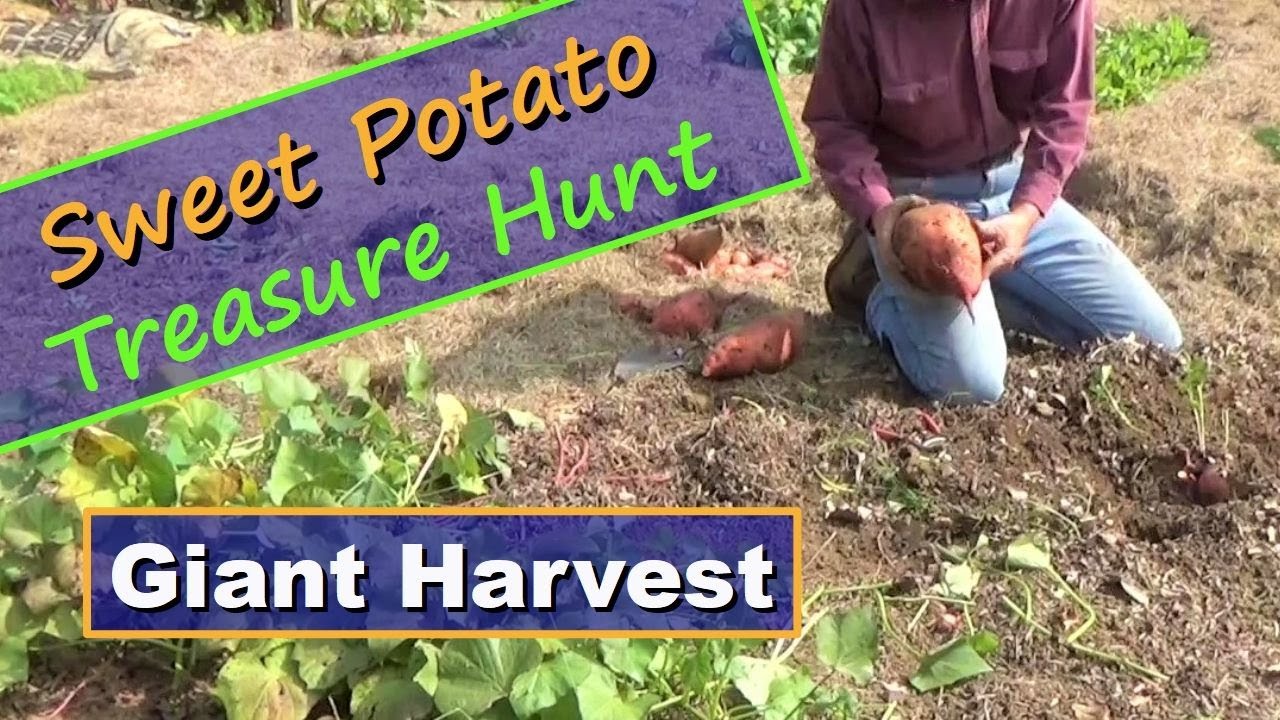 Secrets Of Sweet Potato Giant Harvest