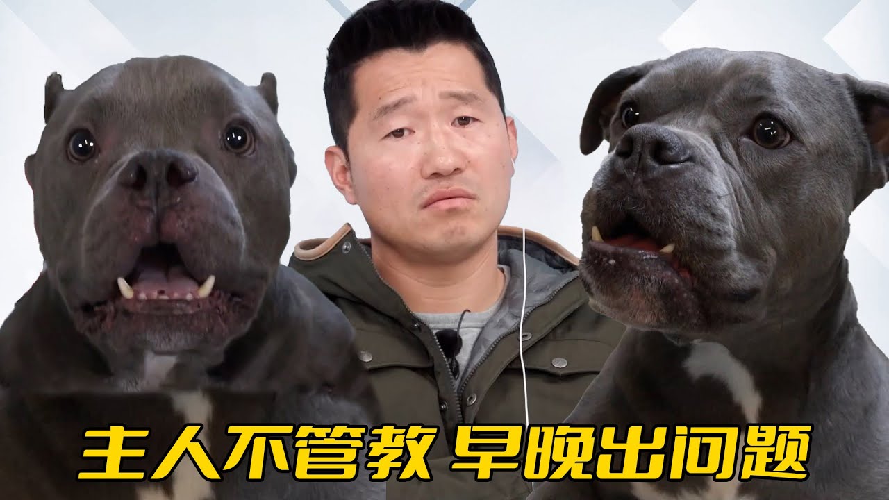惡霸犬將主人咬骨裂，還在同類身上咬穿8個洞，居然是嫉妒心作祟