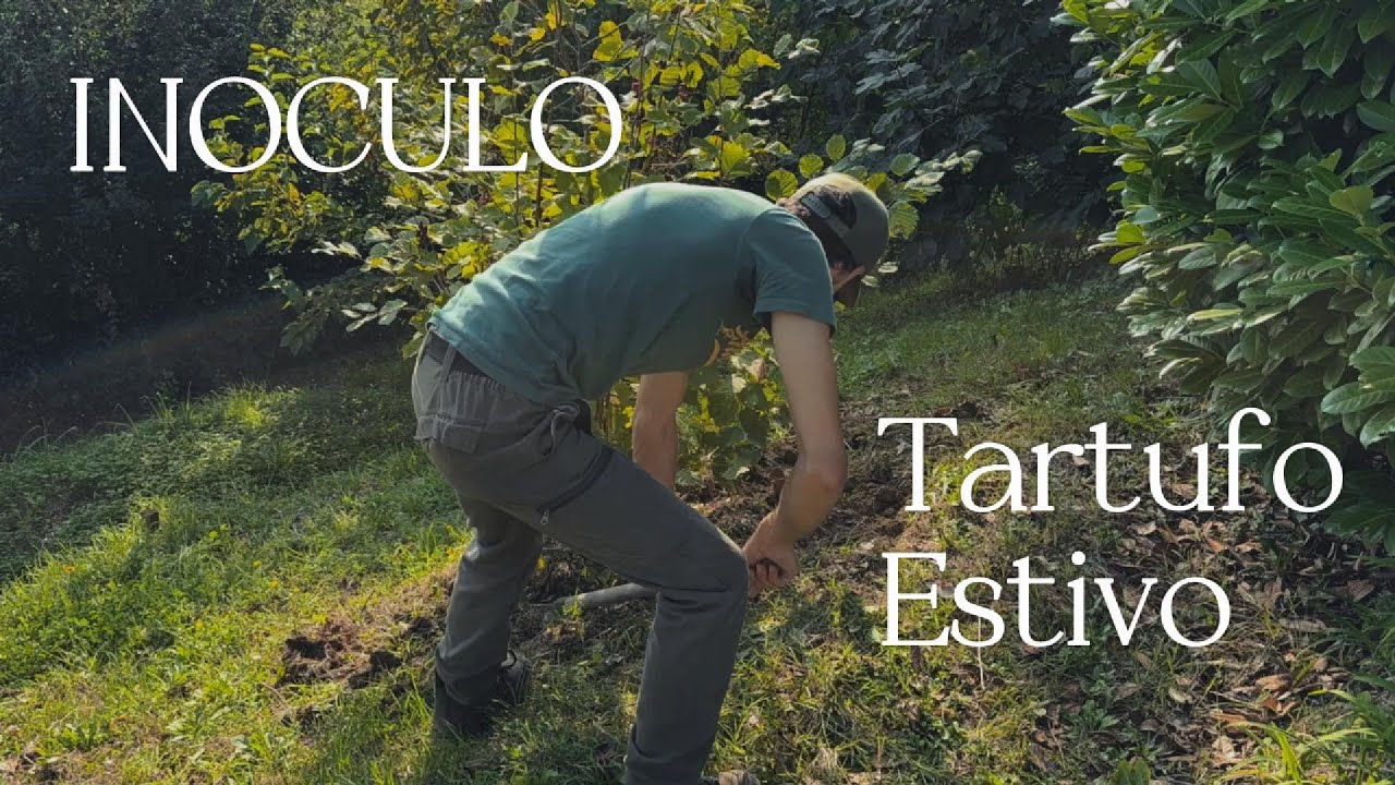 Come fare l’inoculo del tartufo scorzone: attrezzi, criteri e applicazione pratica