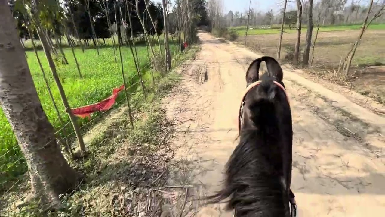 # horse lover # aaj Kari Laxmi ki ride # full enjoy # viral video # Chambi Ghodi # 💕💕
