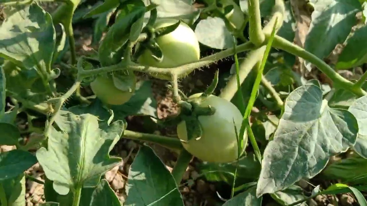 tomato young corp in sindh