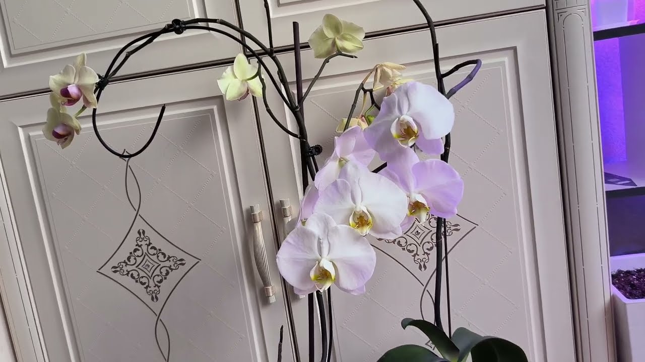 Как получить много цветов у орхидеи? 🌸🌱