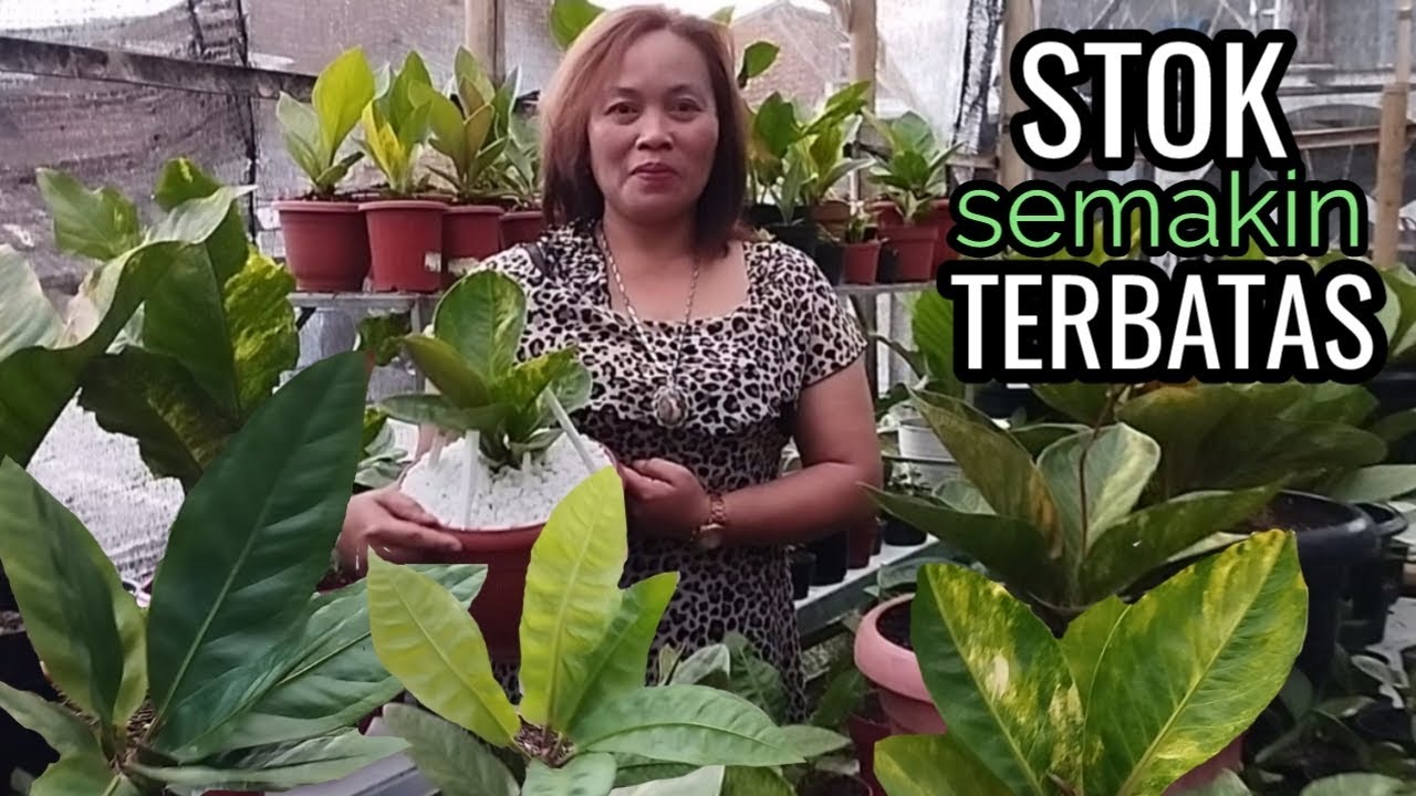 Review singkat di TIGAA DEWI FLOWER, ,,TETEP MEMPESONA ANTHURIUMNYA