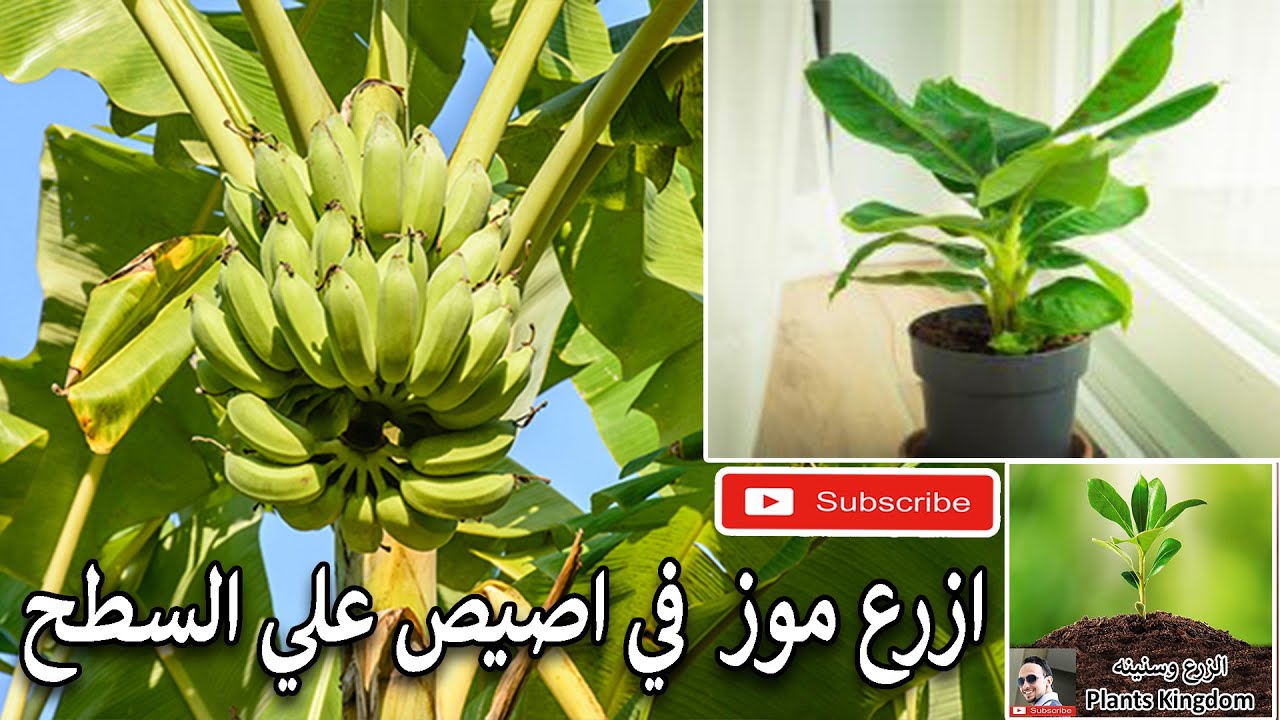 اسرار المشاتل في زراعة الموز في اصيص علي الاسطح ومراحل النمو واهم المعاملات الزراعية