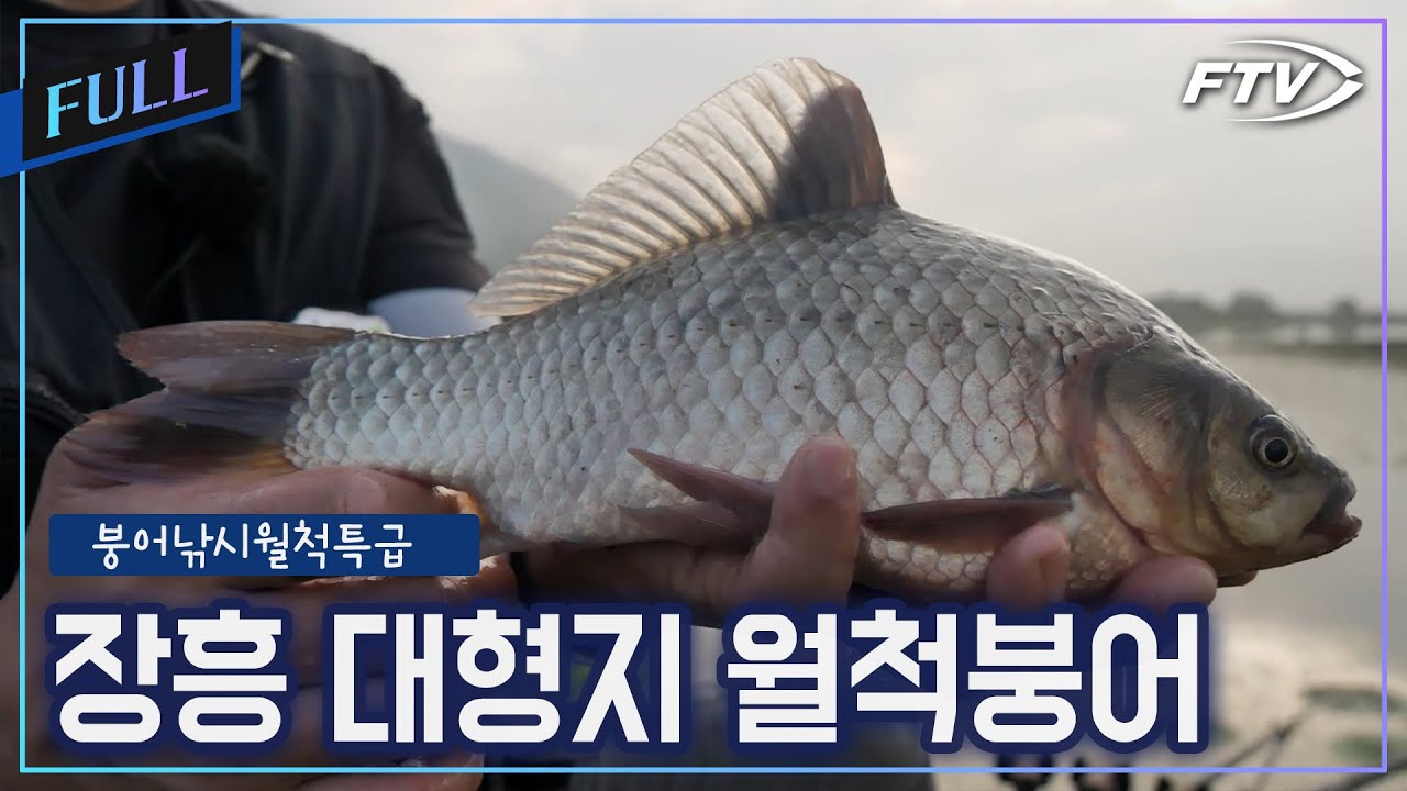 [Full]장흥 대형저수지의 월척![붕어낚시월척특급/896회]