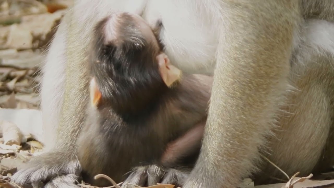 Important time for baby get milk to walk and grow up