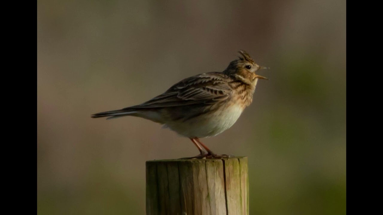 Eurasian skylark (Alauda arvensis) 🎵