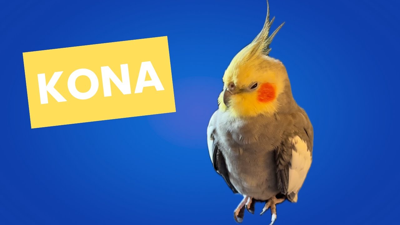 Часть 5! Самый старый и самый крутой корелла в интернете 🐦 | Подборка KONAcam