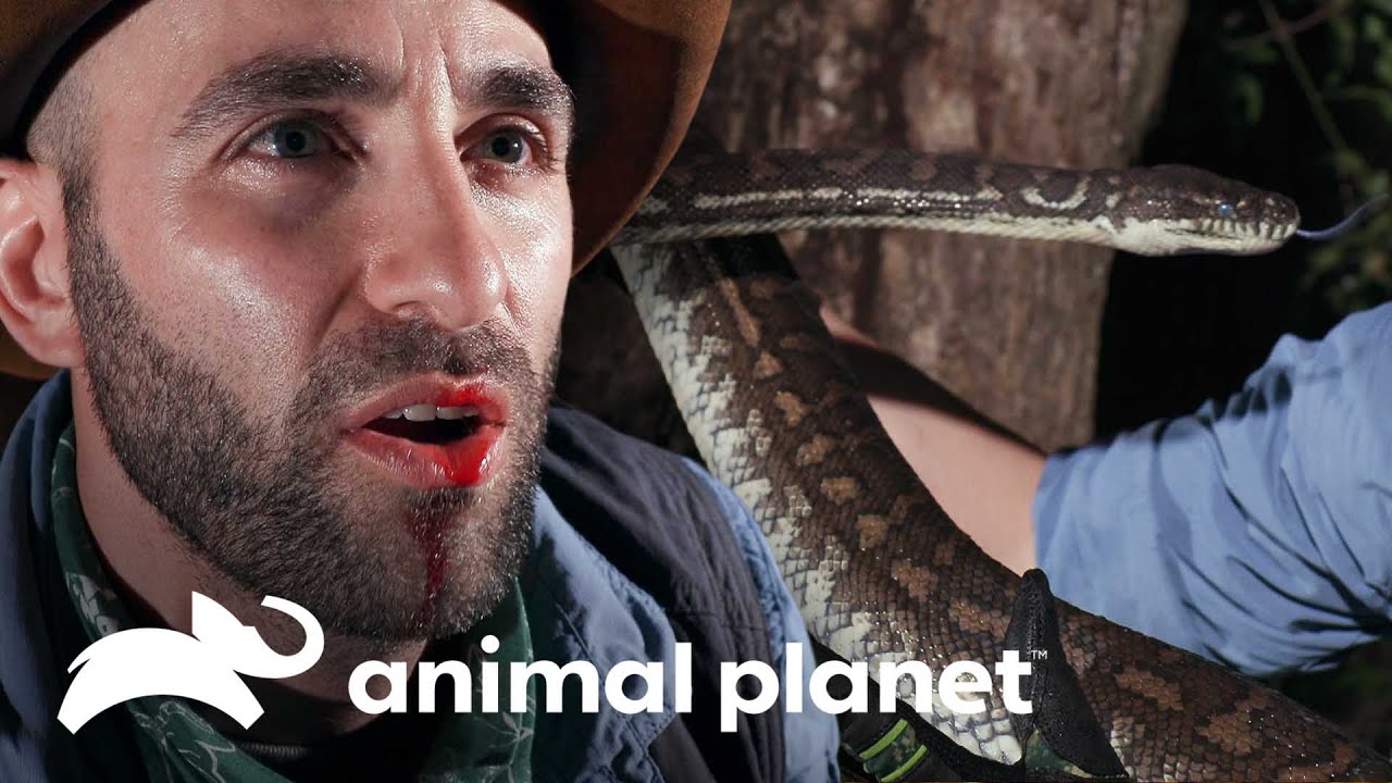 Tr&ecirc;s mordidas assustadoras | Encontro Selvagem com Coyote Peterson | Animal Planet Brasil