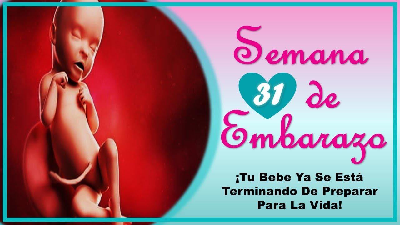 ❤️ SEMANA 31 DE EMBARAZO🤰 ❤️ ⏩ EMBARAZO SEMANA A SEMANA ⏩ Desarrollo y Evolución del Bebé 👶🏻