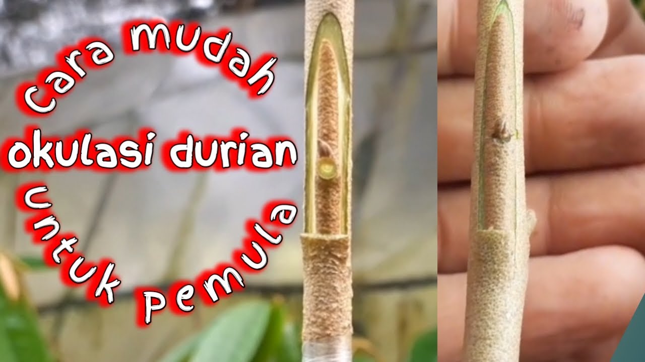 Cara okulasi durian untuk pemula super mudah