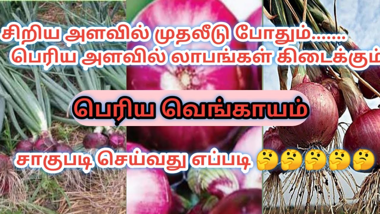 பல்லாரி...பெரிய வெங்காயம் சாகுபடி நடவு முதல் அறுவடை வரை......Big onion cultivation