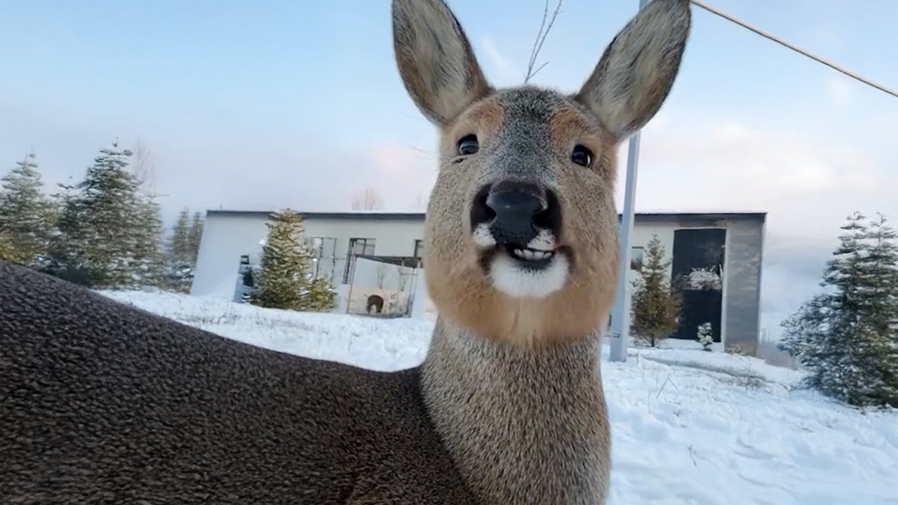 Funniest Wild ANIMAL Videos 2025 That Will Leave You in Tears! 😂