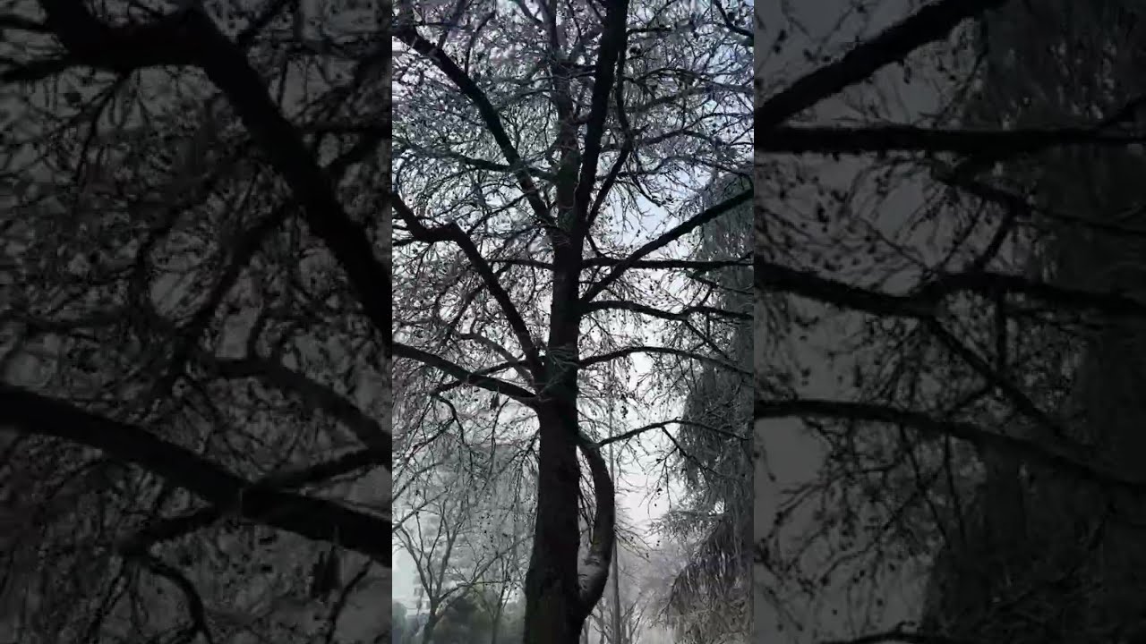 بيبوح خلوي  est en direct جولة غي البرد!