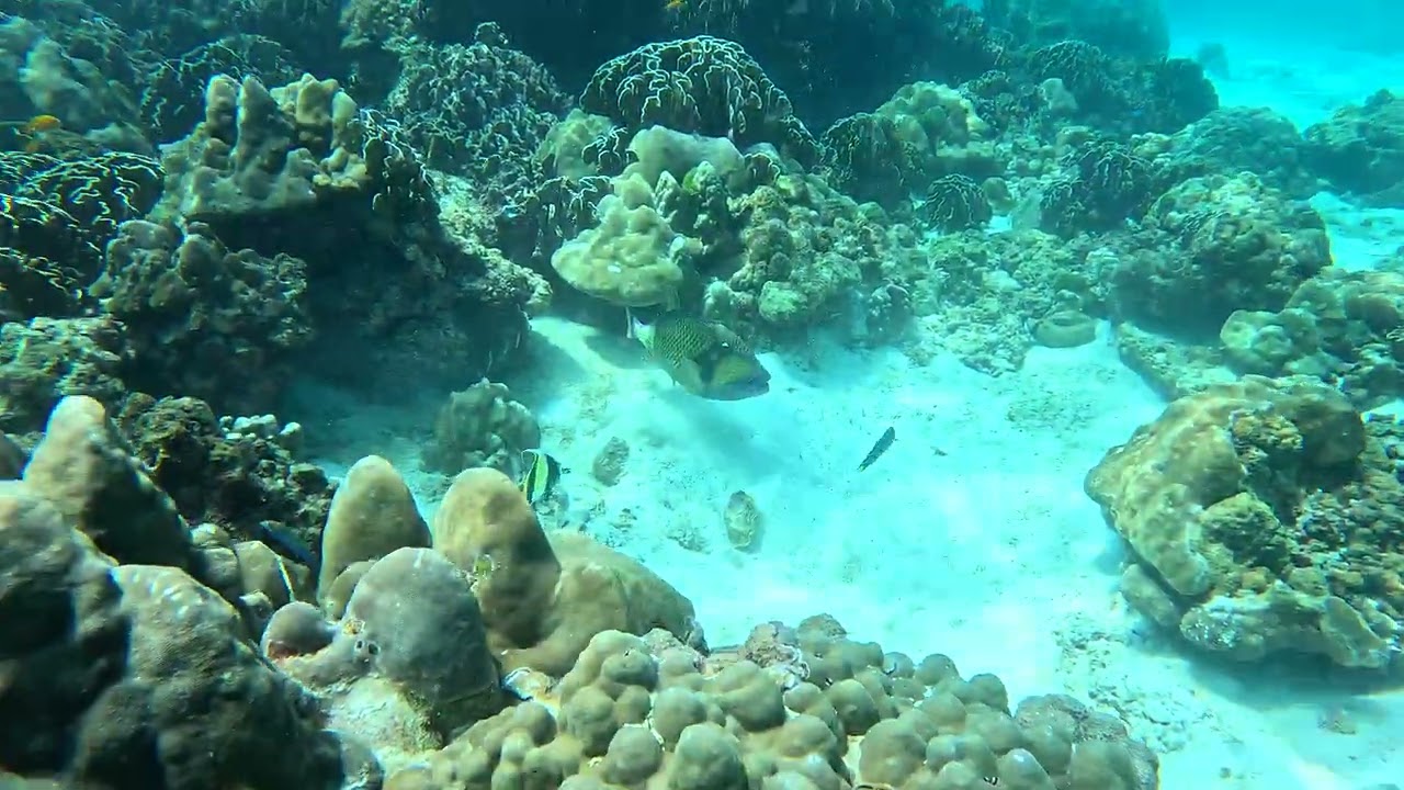 Racha Noi Phuket Titan TriggerFish