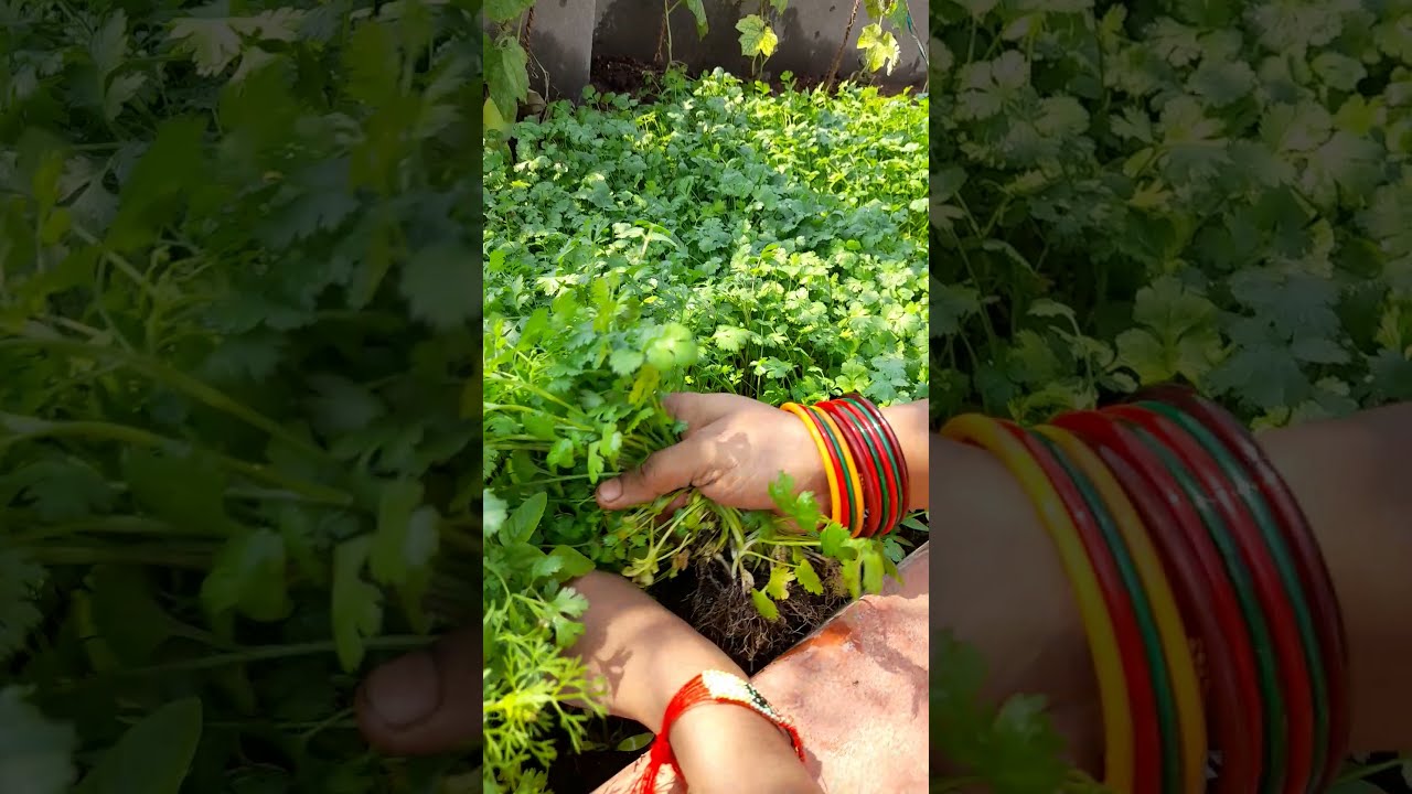 palak harvest