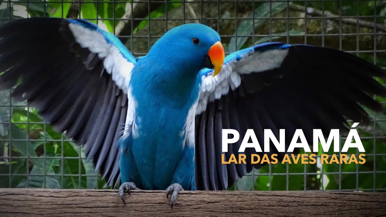 Um dos maiores CRIADOUROS de AVES EXÓTICAS do MUNDO no PANAMÁ | PAPAGAIOS RAROS!!!