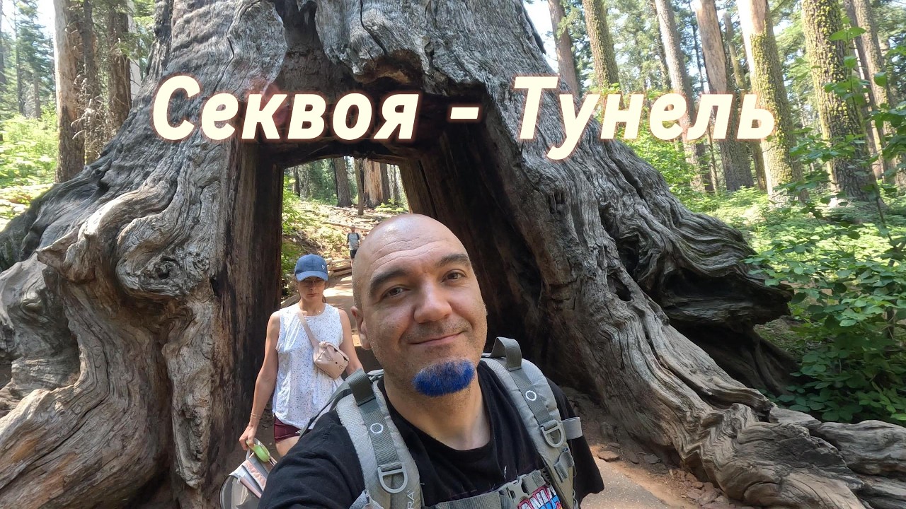Гігантські секвої Yosemite | Прогулянка лісом з котом