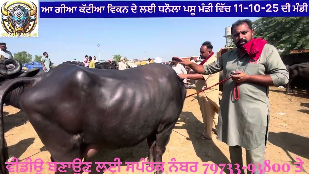 11 October 2025 DHANAULA PASU MANDI (11-10-25) ਦੀ ਵੀਡੀਉ ਜੇ ਵਧੀਆ ਲੱਗੀ ਤਾ ਸੇਅਰ ਕਰਦੋ ਜੀ 