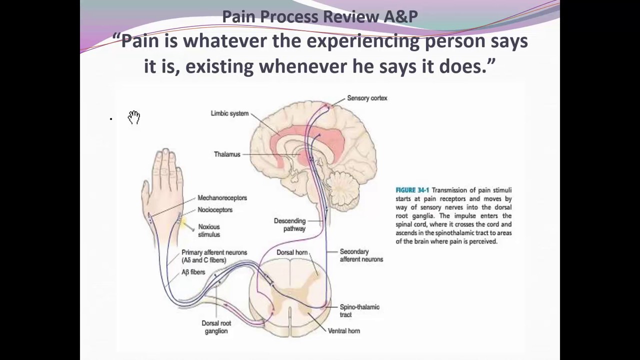 Fundamentals Pain Management Unit 10 F18