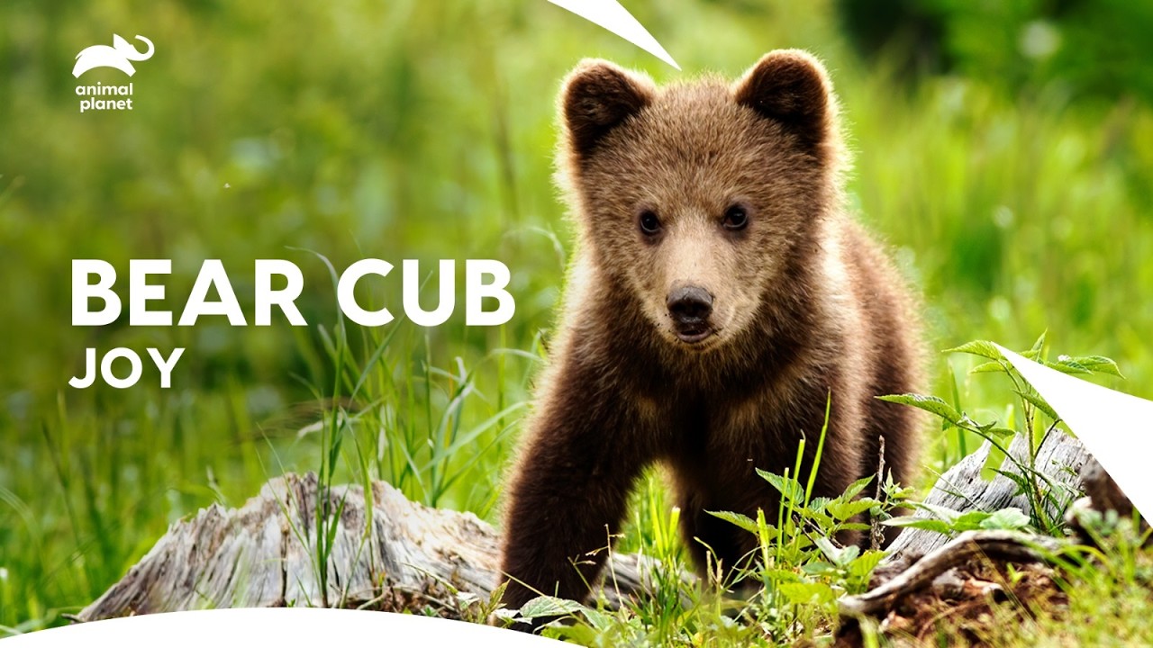 Adorable Syrian Brown Bear Cub at Animal Sanctuary | Too Cute | Animal Planet