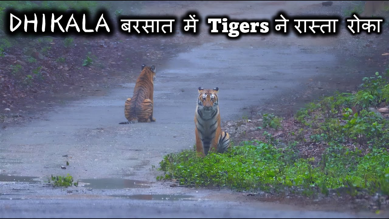 DHIKALA | बरसात में 3 Tigers ने रास्ता रोका
