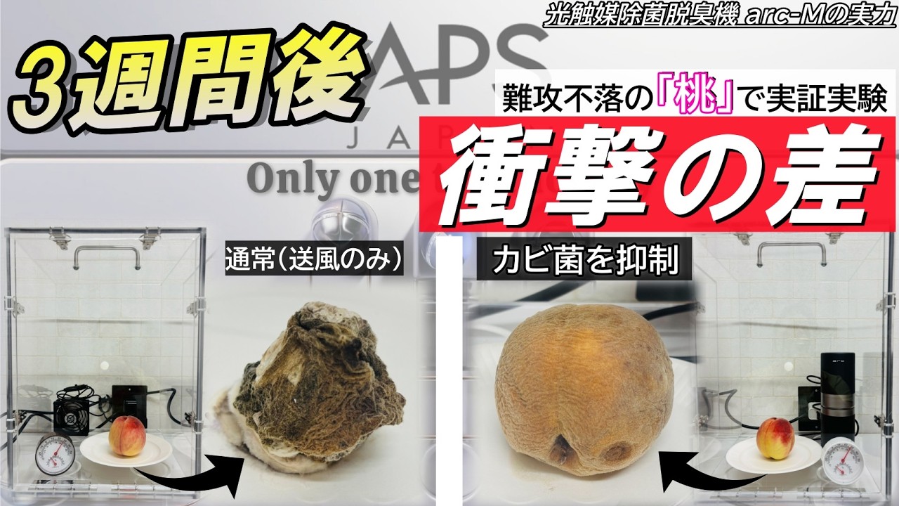 【実証実験】難攻不落の果実「桃」の鮮度維持に挑む。arc-Mによるカビ菌抑制試験 #光触媒 #science #実証実験 #almion