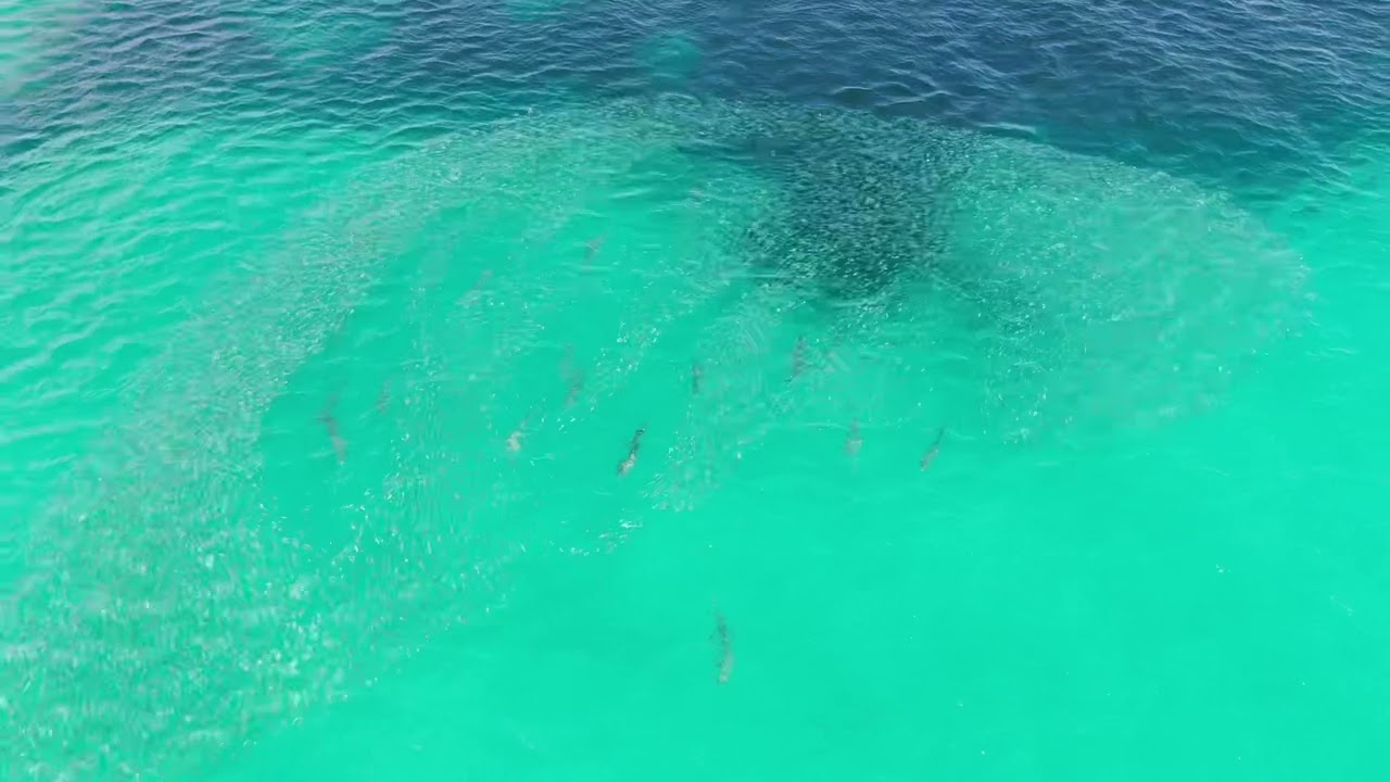 Samson Fish Pack Hunting Mullet