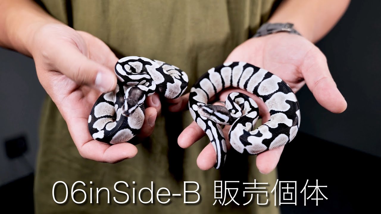 06inSide-B販売個体紹介【ボールパイソン】