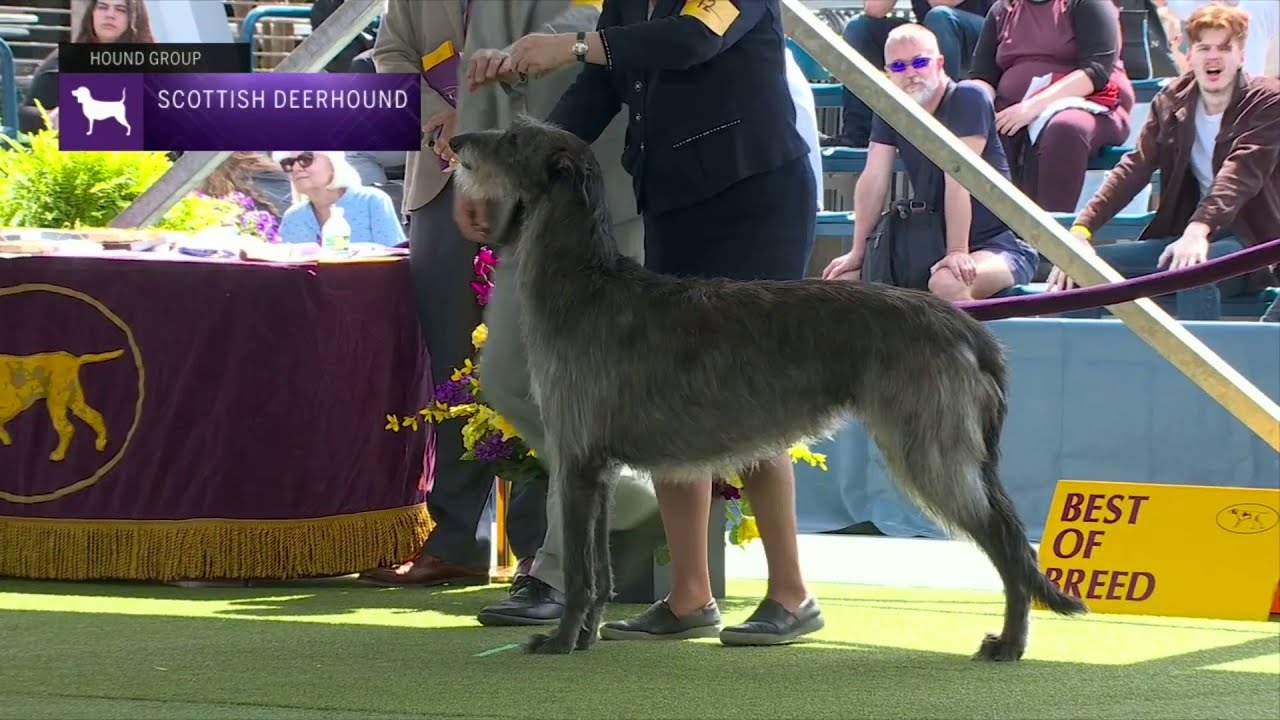 Scottish Deerhounds | Breed Judging 2023