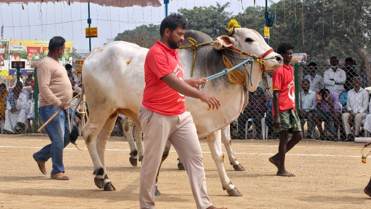 రెంటచింతల ఆరుపళ్ళు 5జత.పాశం లక్ష్మీ ప్రణవి గారు. ఉసులూరు గ్రామం పెదనందిపాడు మండలం గుంటూరు