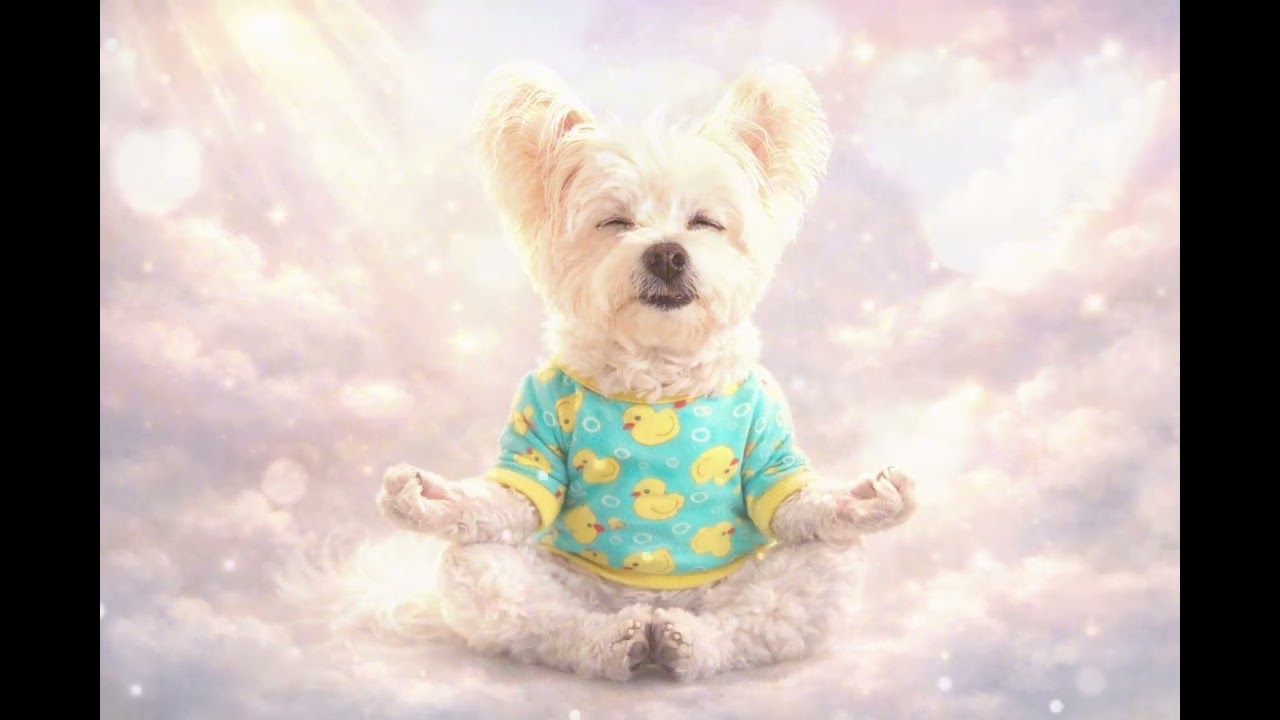 10-Minute Dog Anxiety Relief 🐾 Calm Alpha Waves (7 Hz) | Relax, Breathe, Feel Safe