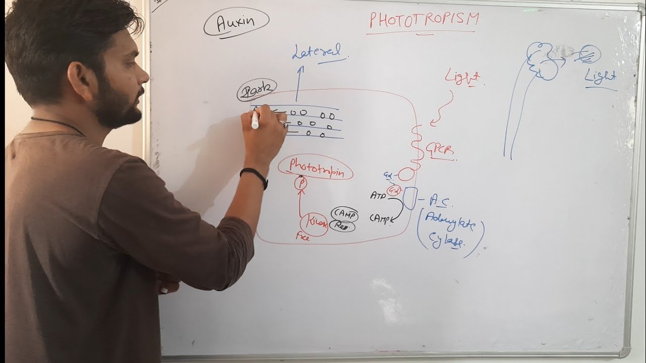 Molecular mechanism of Photopropism|Phototropin||CSIR NET| in Hindi