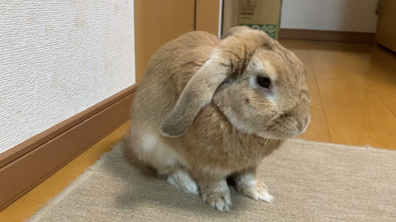 しょんしょん４代目20260107